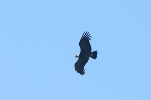 Andean Condor at Antisana